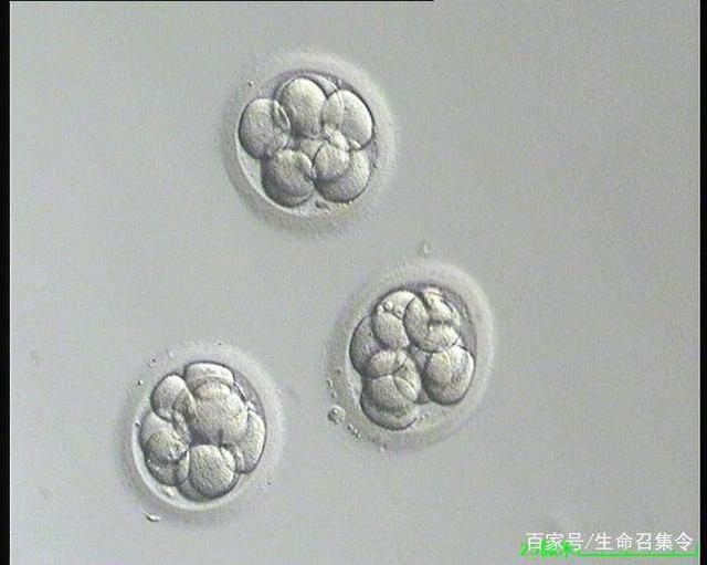 泰国试管婴儿费用